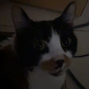 Meet your Posher, Dennis